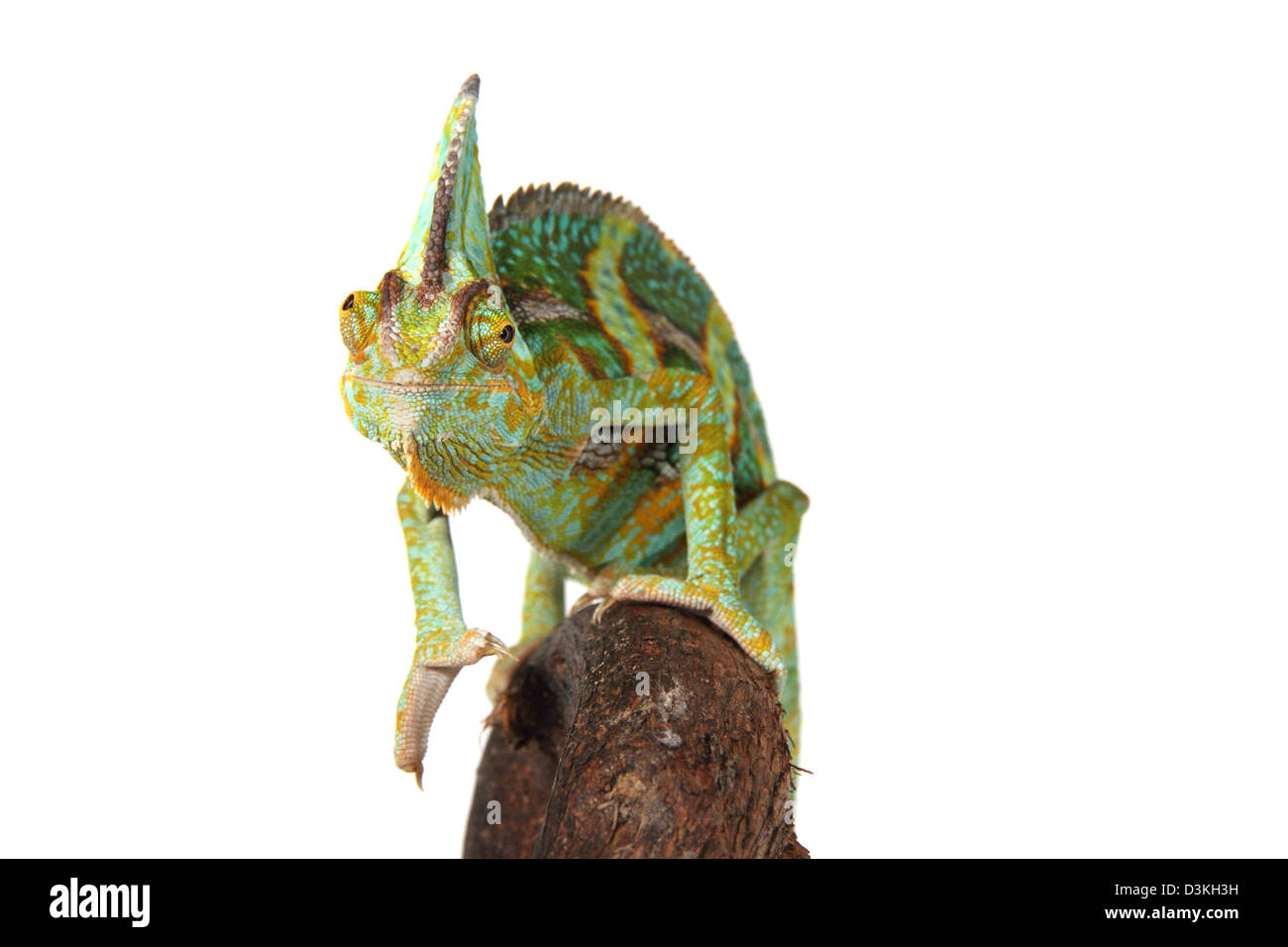 Chamaeleo calyptratus caméléon voilée, photographié dans un studio adapté à la découpe Banque D'Images