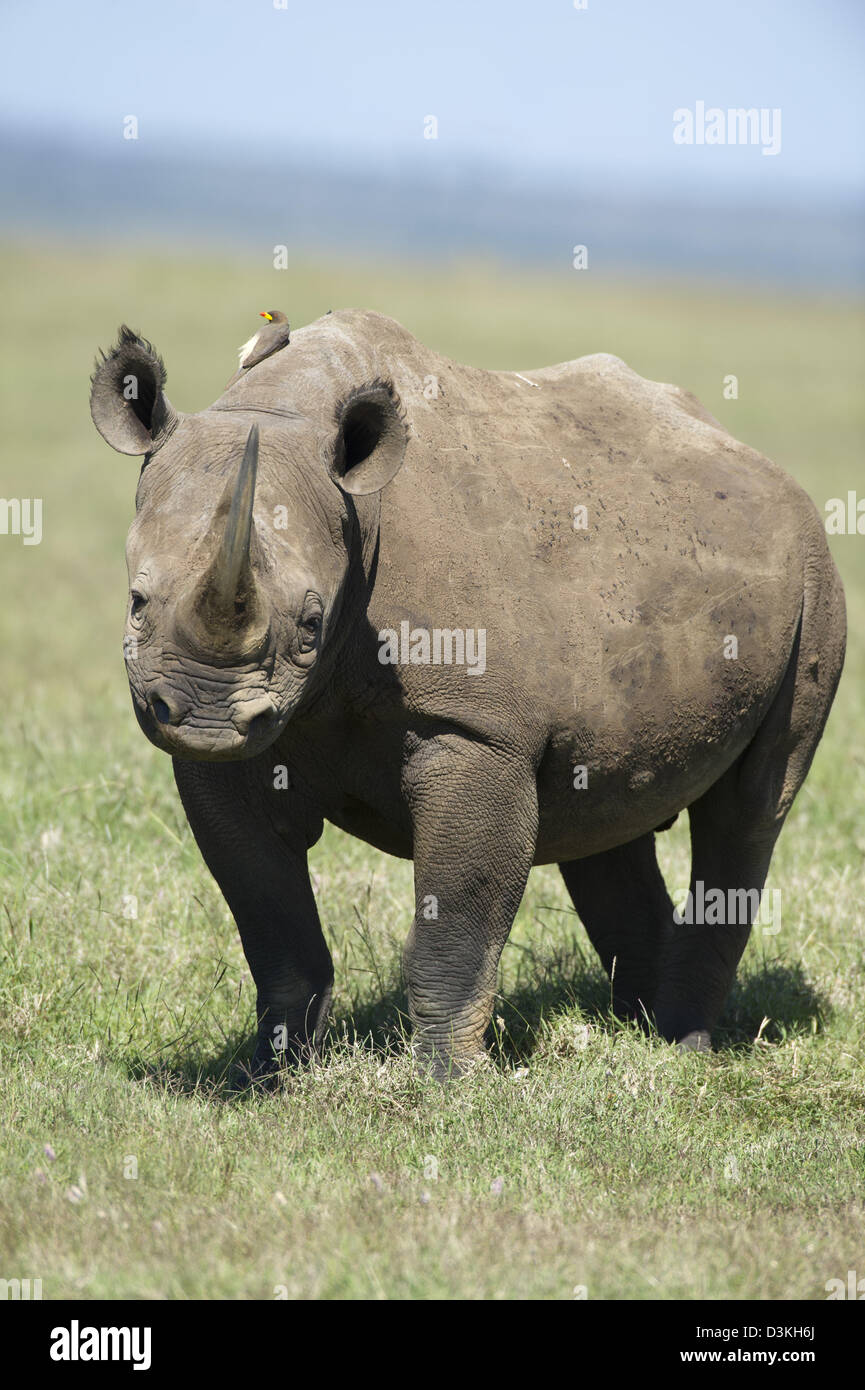Le rhinocéros noir (Diceros bicornis), Jeu Solio Ranch, Laikipia, Kenya Banque D'Images