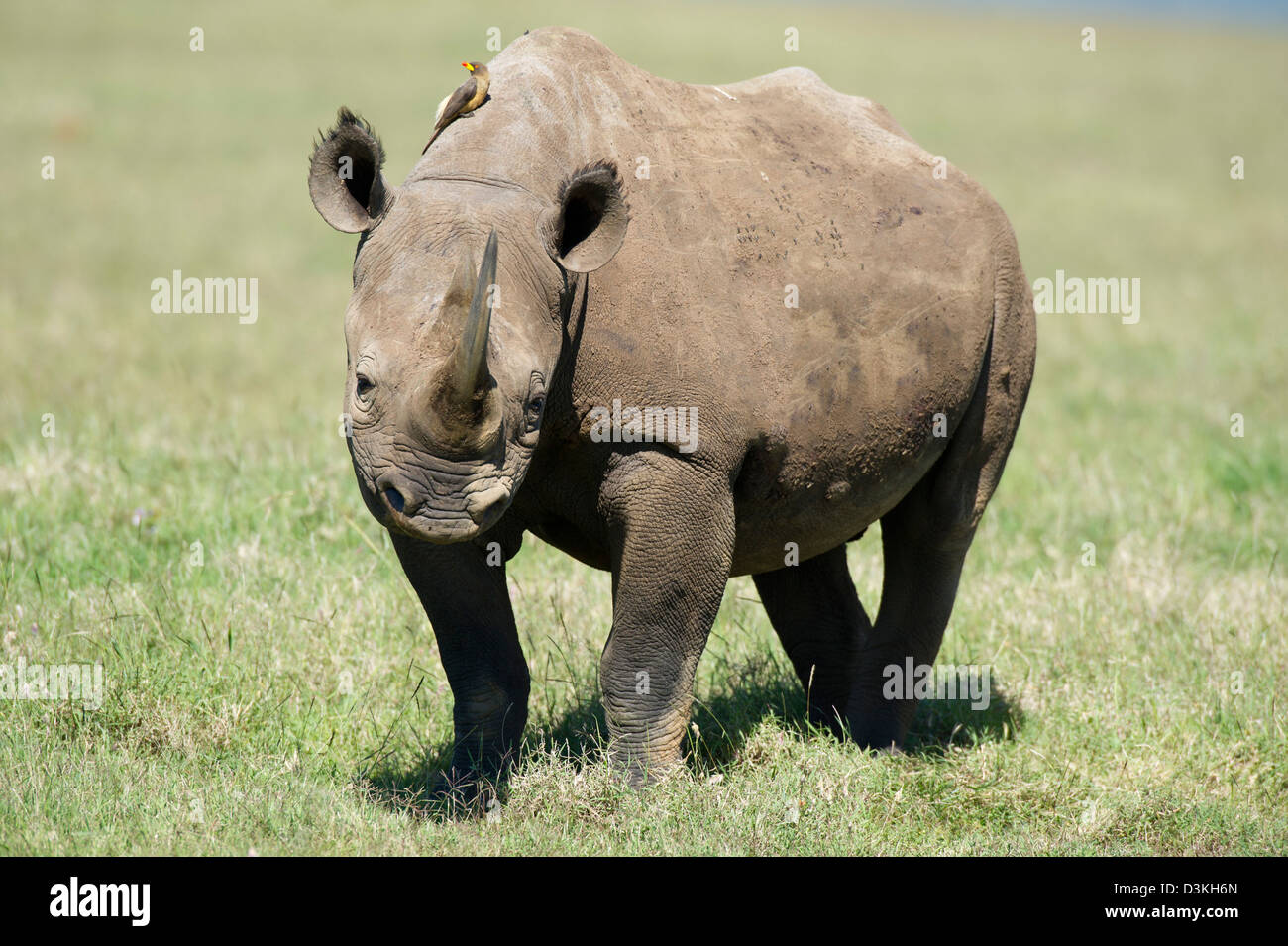 Le rhinocéros noir (Diceros bicornis), Jeu Solio Ranch, Laikipia, Kenya Banque D'Images