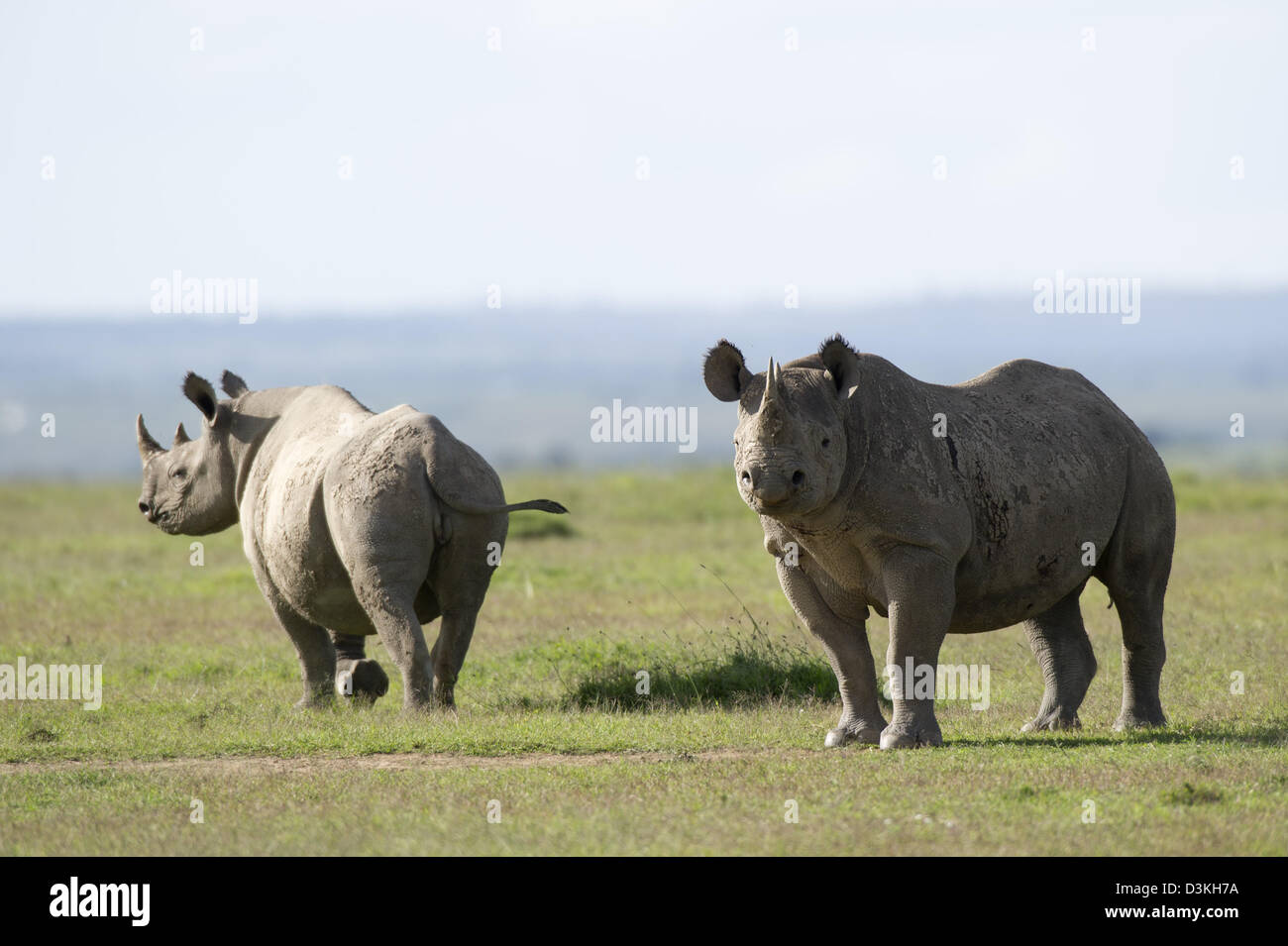 Le rhinocéros noir (Diceros bicornis), Jeu Solio Ranch, Laikipia, Kenya Banque D'Images