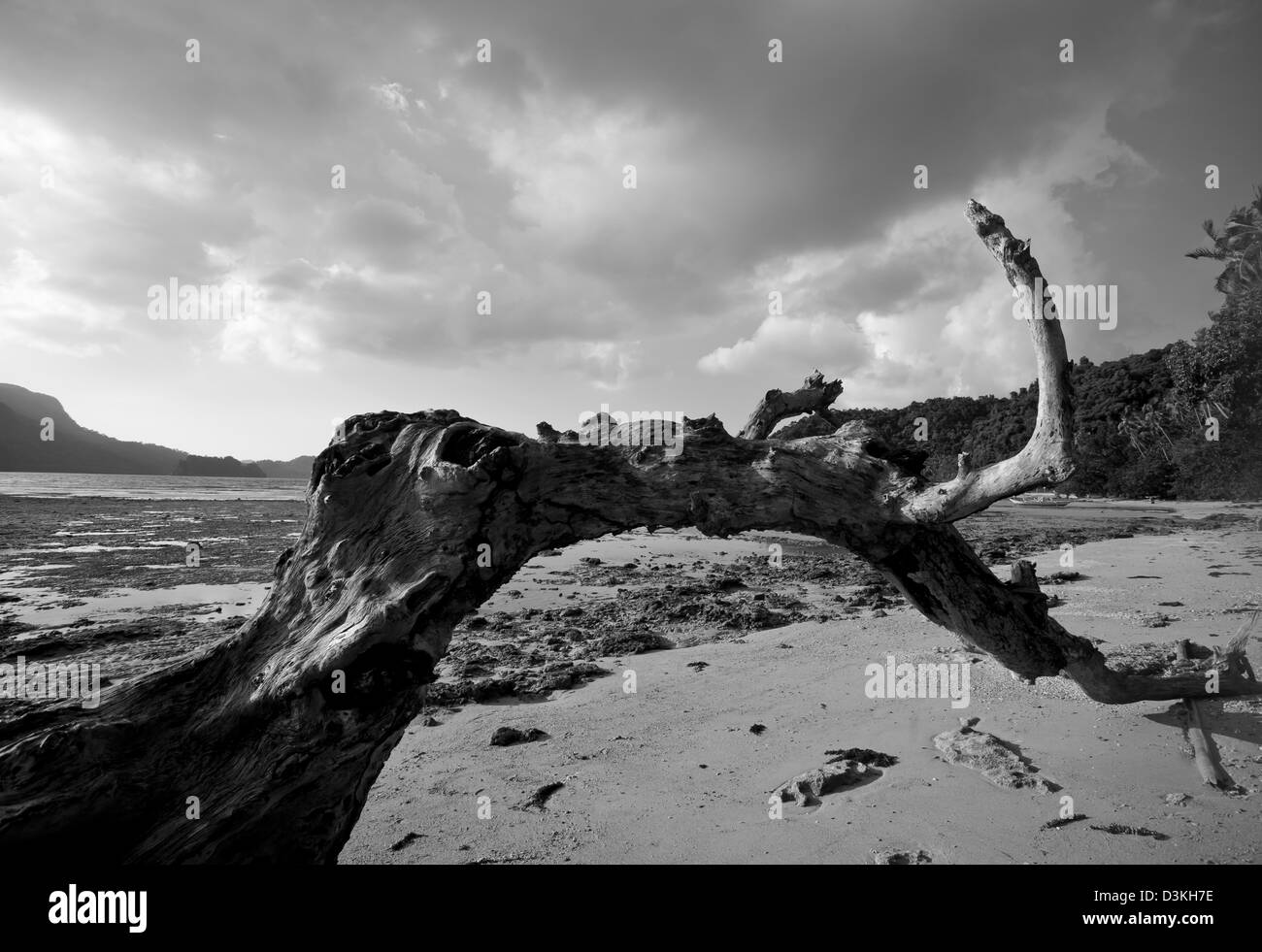 Arbre mort sur la plage, aux tons noir et blanc. Banque D'Images