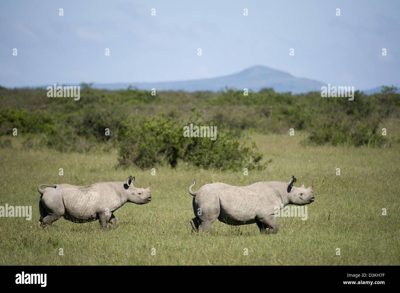 Le rhinocéros noir (Diceros bicornis), Jeu Solio Ranch, Laikipia, Kenya Banque D'Images