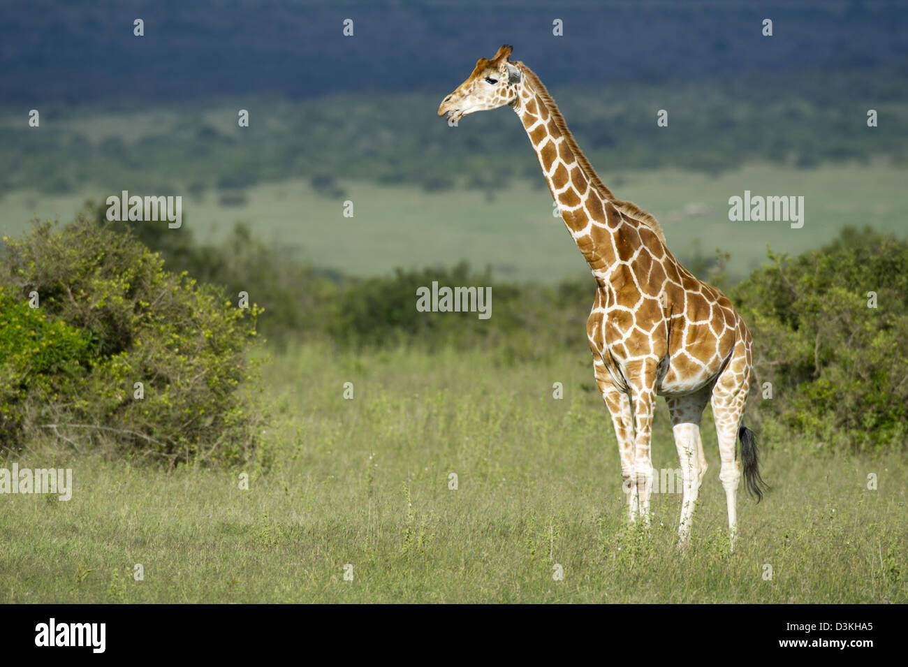 Giraffe réticulée ( Giraffa camelopardalis reticulata), Jeu Solio Ranch, Laikipia, Kenya Banque D'Images