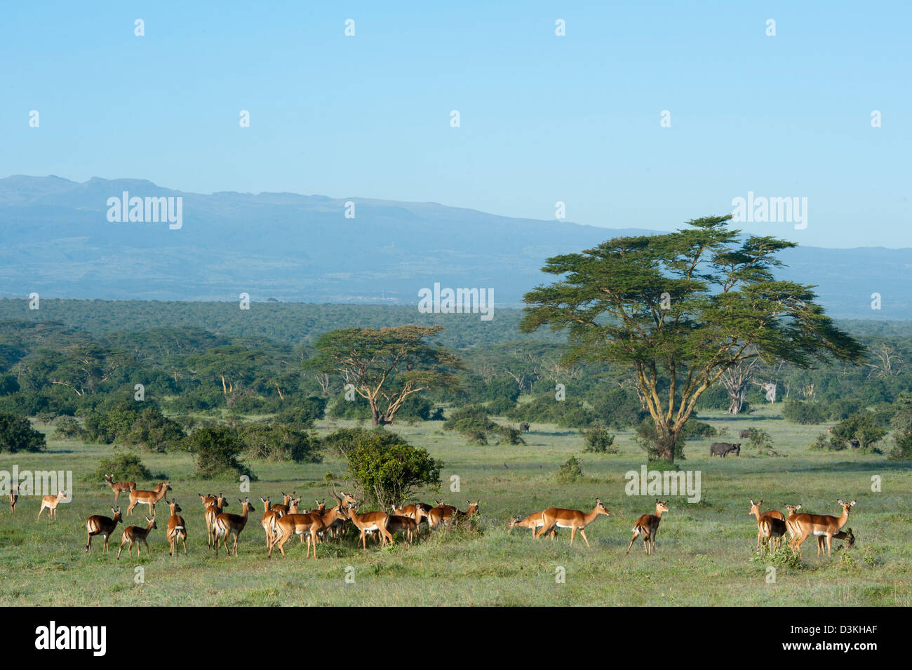 Impala (Aepyceros melampus), Jeu Solio Ranch, Laikipia, Kenya Banque D'Images