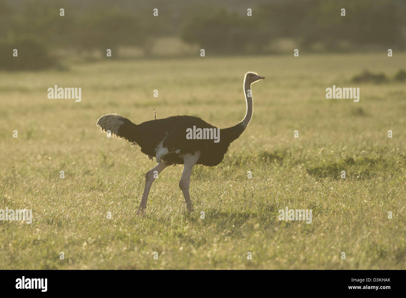 Autruche commune (Struthio camelus), Jeu Solio Ranch, Laikipia, Kenya Banque D'Images
