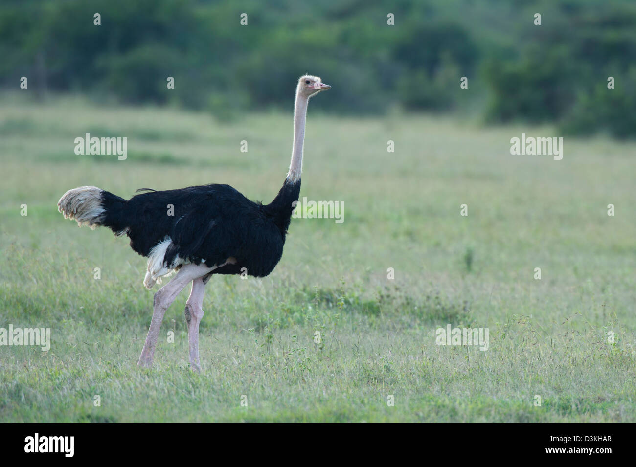 Autruche commune (Struthio camelus), Jeu Solio Ranch, Laikipia, Kenya Banque D'Images