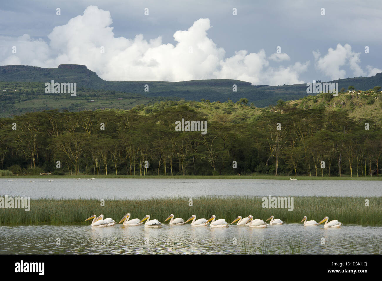 Le pélican blanc, grand Pelecanus onocrotalus, Lake Elmenteita, Soysambu Conservancy, Kenya Banque D'Images