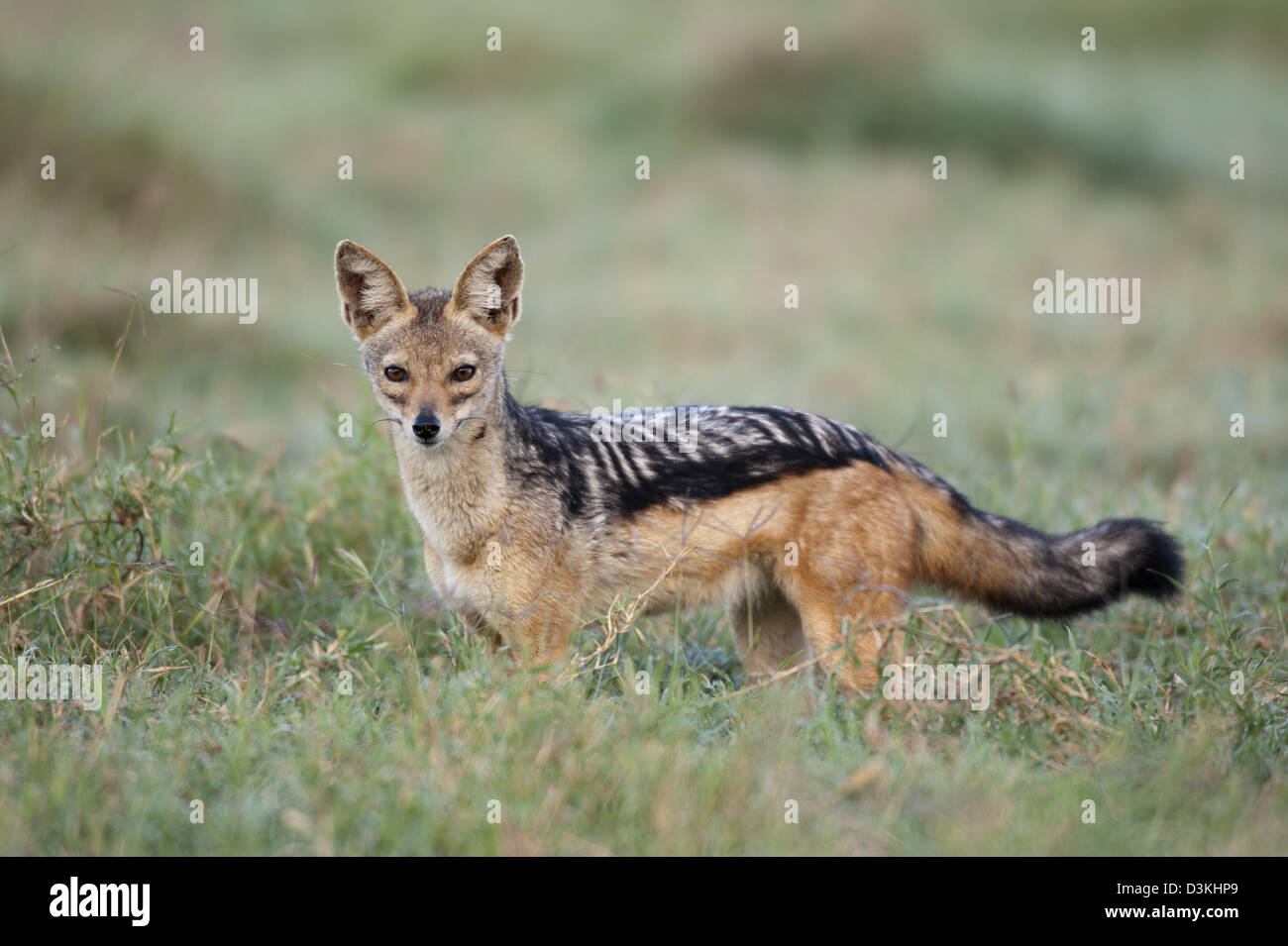 Le chacal à dos noir (Canis mesomelas), Soysambu Conservancy, Kenya Banque D'Images