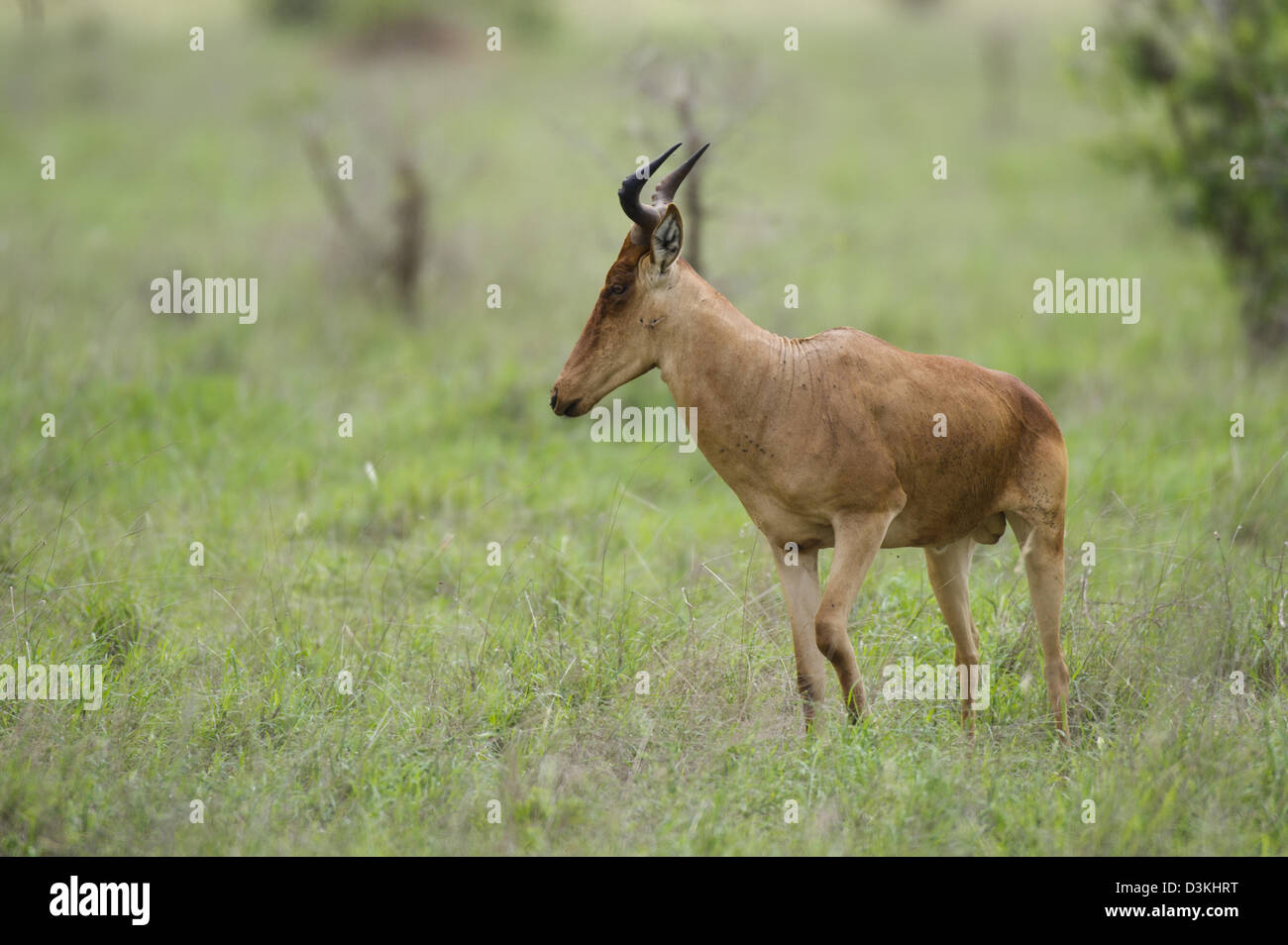 Bubale de coke (Alcelaphus buselaphus cokii) ou Kongoni, Taita Hills Wildlife Sanctuary, Kenya Banque D'Images Bubale de coke (Alcelaphus buselaphus cokii) ou Kongoni, Taita Hills Wildlife Sanctuary, Kenya Banque D'Images
