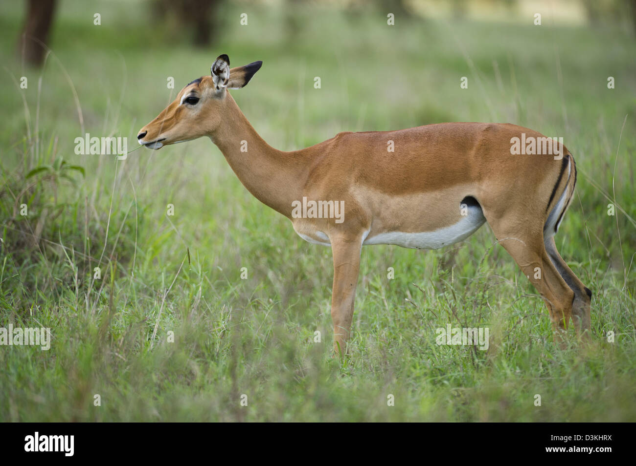 Impala (Aepyceros melampus), Taita Hills Wildlife Sanctuary, Kenya Banque D'Images Impala (Aepyceros melampus), Taita Hills Wildlife Sanctuary, Kenya Banque D'Images