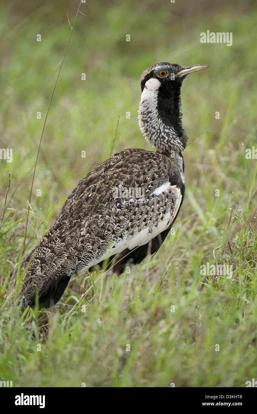 Hartlaub's bustard, Eupodotis hartlaubii, Taita Hills Wildlife Sanctuary, Kenya Banque D'Images Hartlaub's bustard, Eupodotis hartlaubii, Taita Hills Wildlife Sanctuary, Kenya Banque D'Images