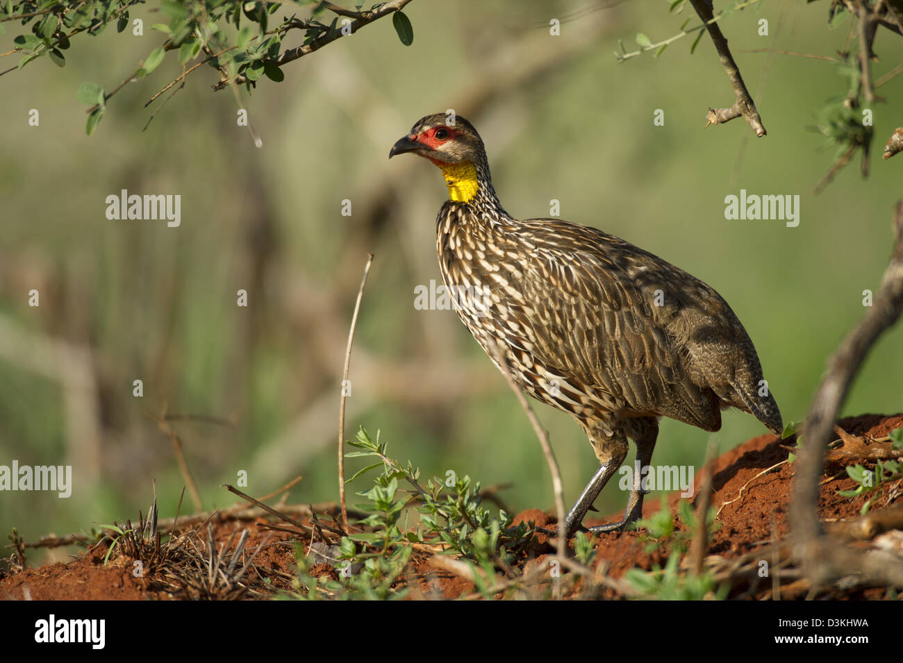 Francolin à bec rouge à col jaune (Pternistis leucoscepus), Taita Hills Wildlife Sanctuary, Kenya Banque D'Images Francolin à bec rouge à col jaune (Pternistis leucoscepus), Taita Hills Wildlife Sanctuary, Kenya Banque D'Images
