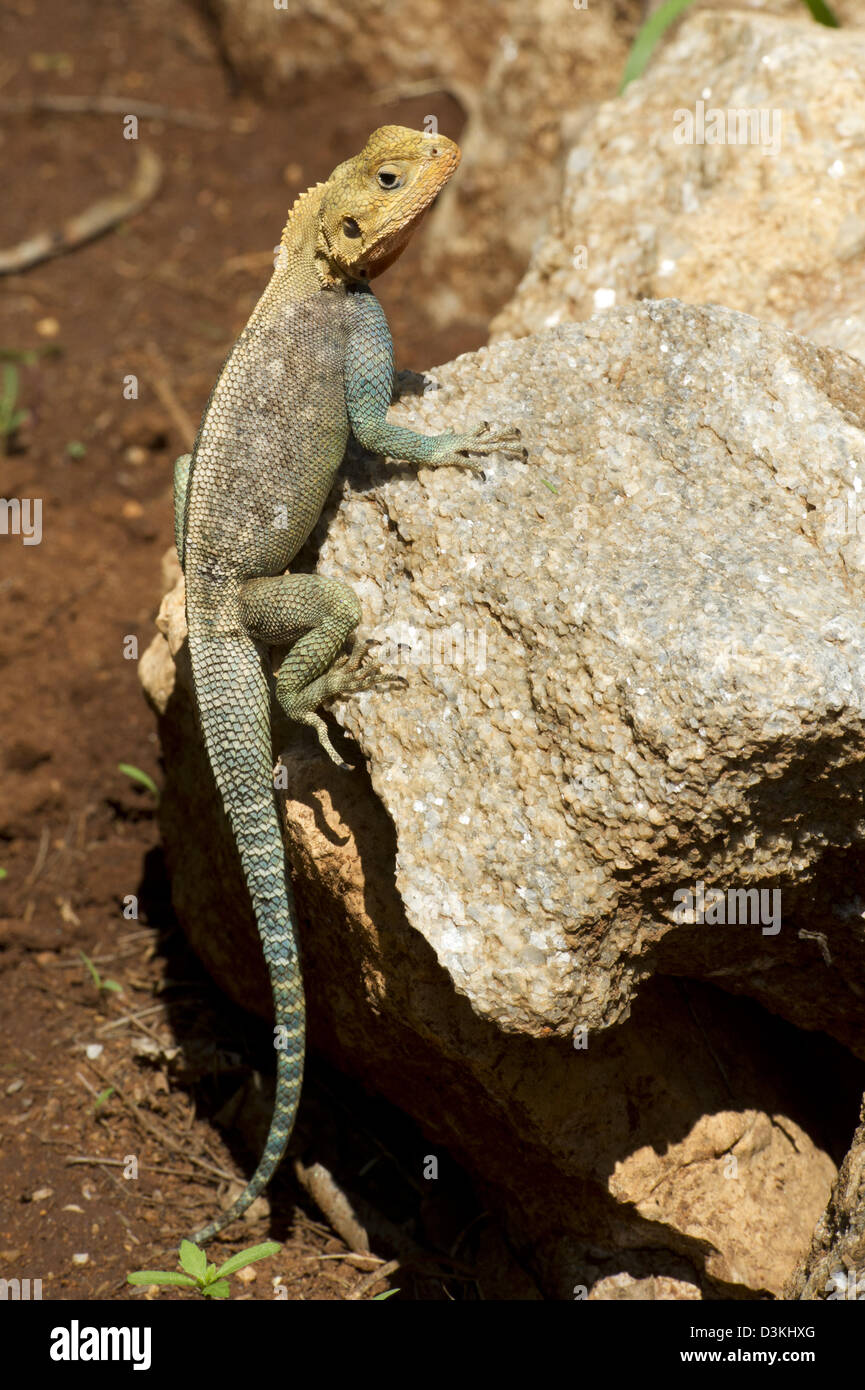 Lézard Agama, Taita Hills Wildlife Sanctuary, Kenya Banque D'Images Lézard Agama, Taita Hills Wildlife Sanctuary, Kenya Banque D'Images