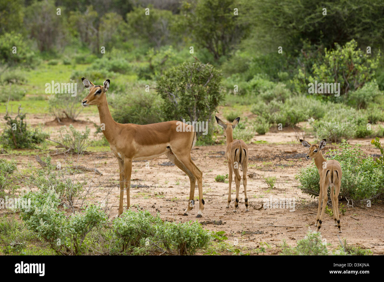 Impala (Aepyceros melampus), l'Est de Tsavo National Park, Kenya Banque D'Images