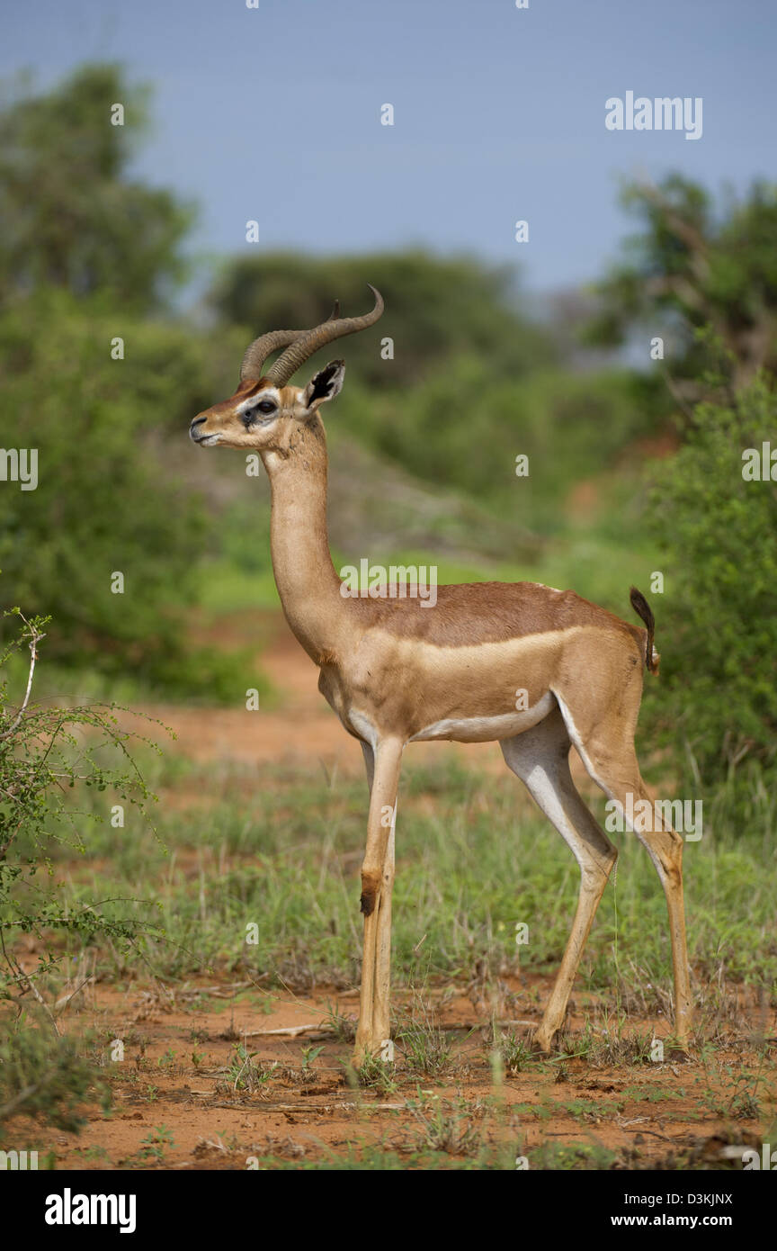 Gerenuk (Litocranius walleri), l'Est de Tsavo National Park, Kenya Banque D'Images