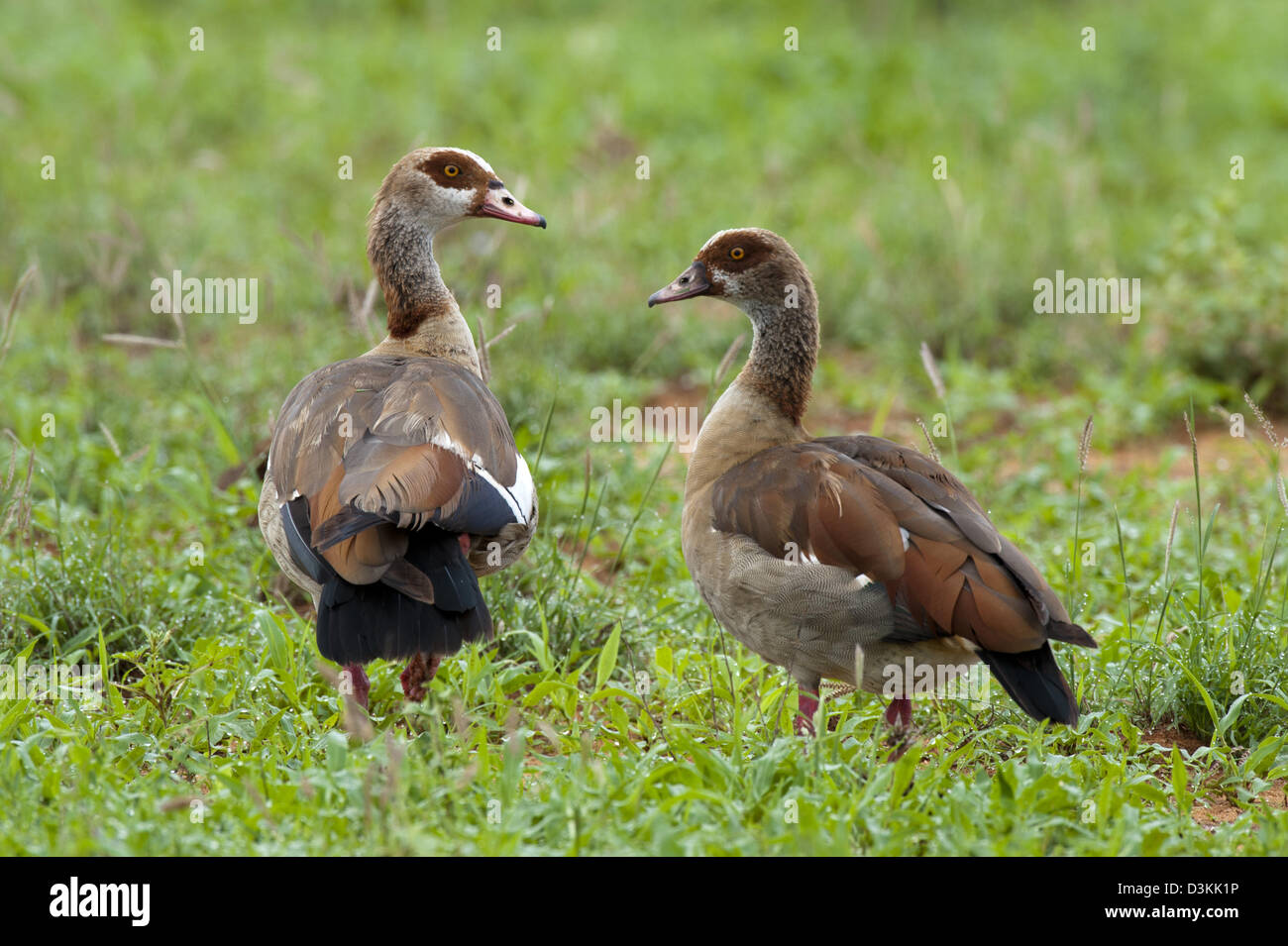 Egyptian goose (Alopochen aegyptiacus), l'Est de Tsavo National Park, Kenya Banque D'Images