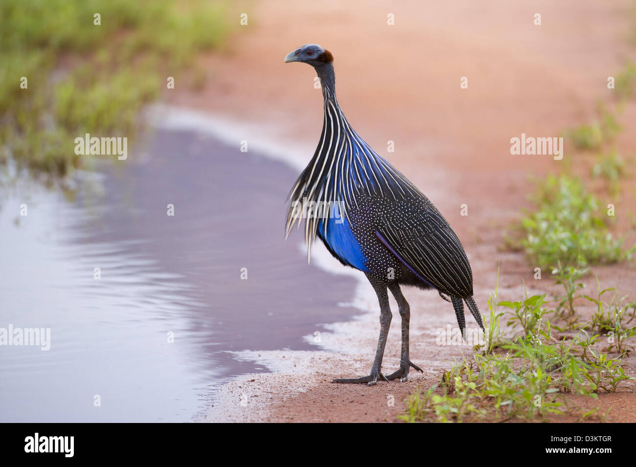 Pintade Vulturine Acryllium vulturinum), (à l'Ouest de Tsavo National Park, Kenya Banque D'Images