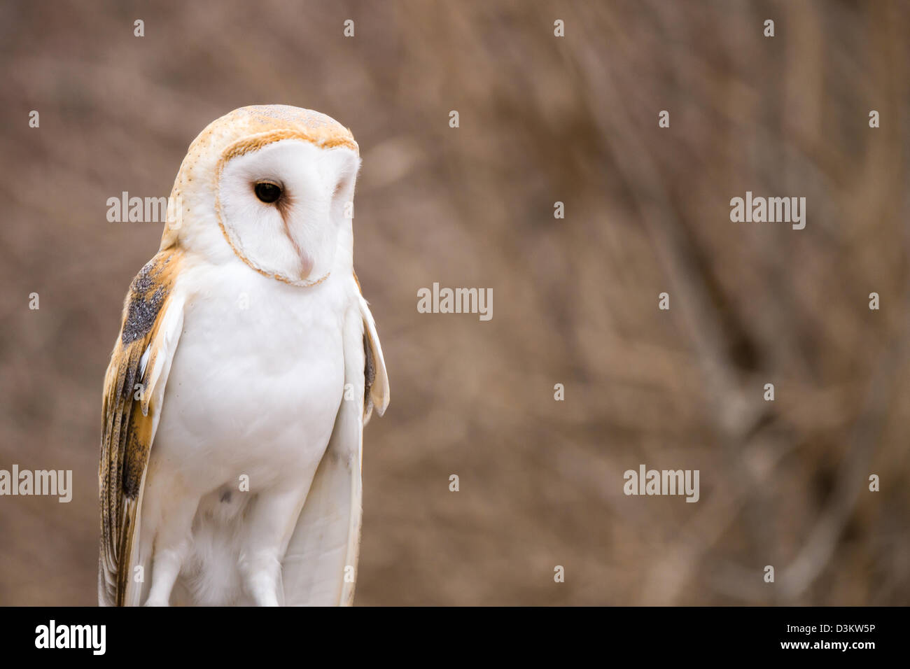 Une effraie des clochers (Tyto alba) est alerte. Banque D'Images