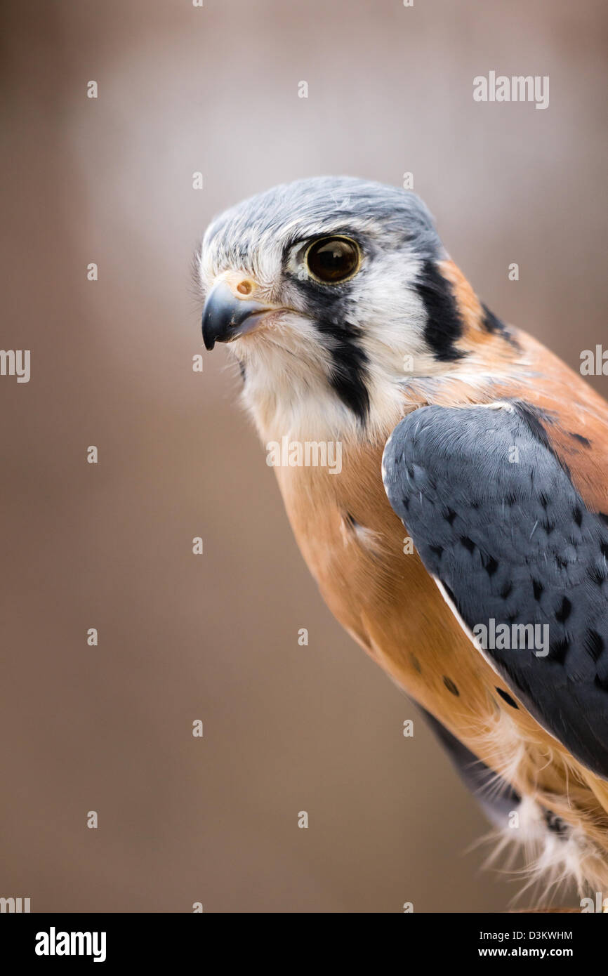 Un mâle Crécerelle d'Amérique Banque D'Images
