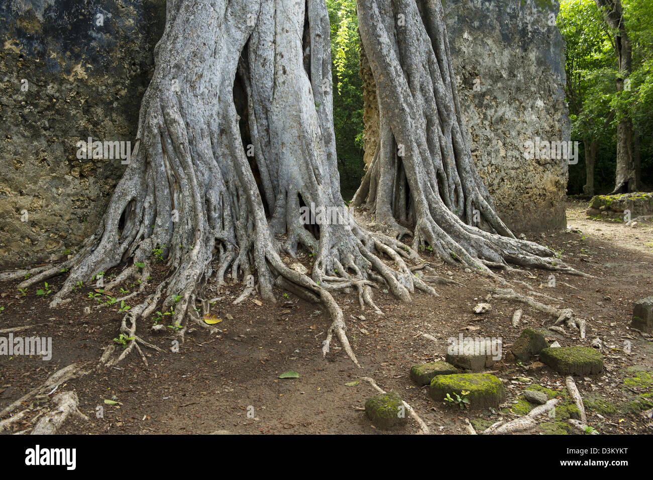 Strangler fig croissant sur un mur, les ruines de Gedi, Watamu, Kenya Banque D'Images