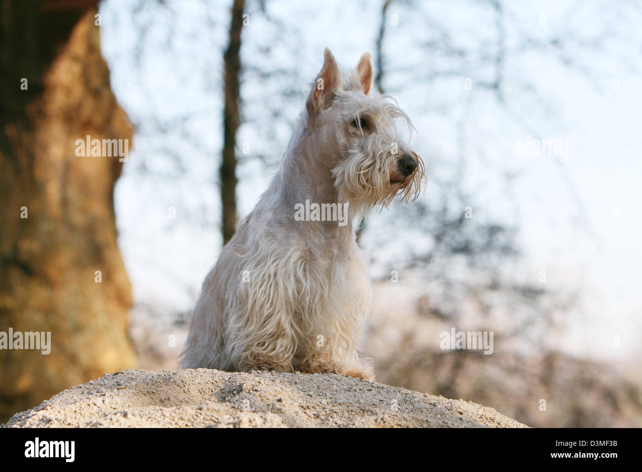 Chien Scottish Terrier (Scottie) des profils wheaten standing in a forest Banque D'Images