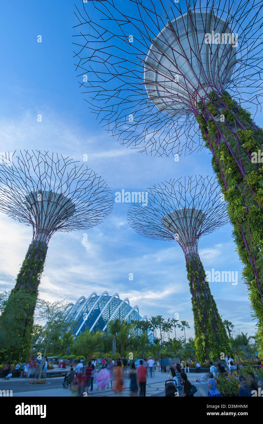 Supertrees géant dans les jardins de la baie à Singapour Banque D'Images