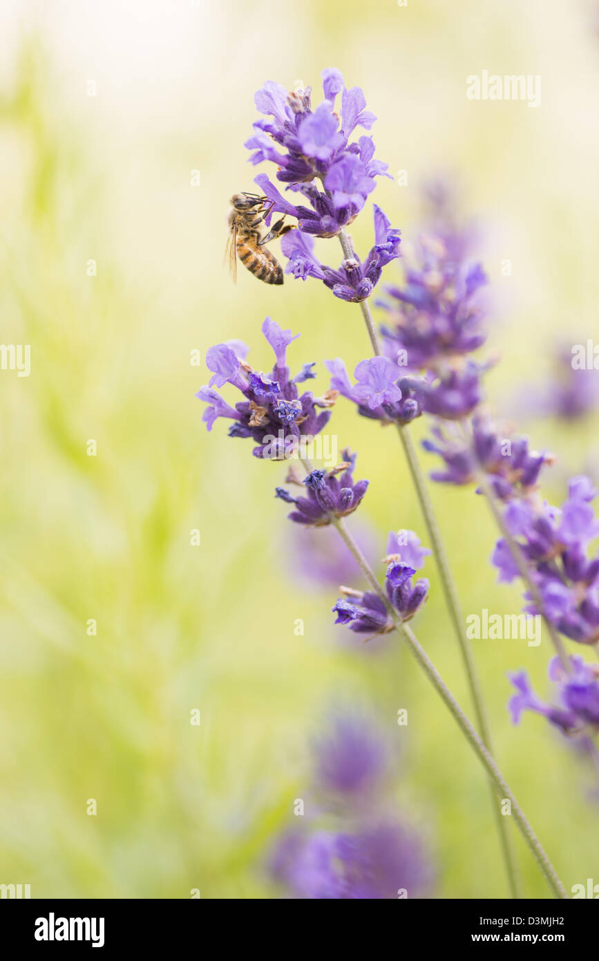 Scène d'été avec abeille pollinisant les fleurs de lavande dans green field Banque D'Images
