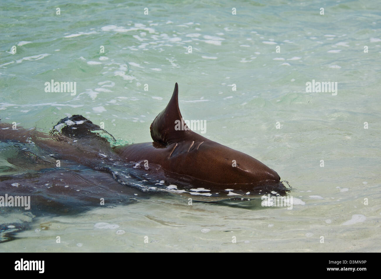 Requins nourrice Ginglymostoma cirratum) (l'accouplement sur un sable peu profond de l'île Andros, Bahamas Banque D'Images
