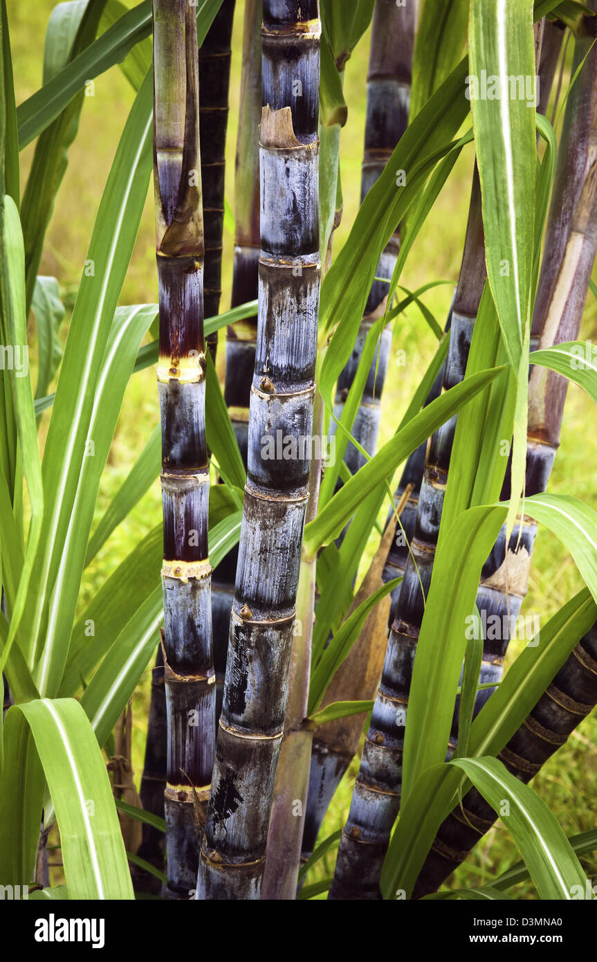 Canne à sucre à l'état sauvage dans le domaine fermer jusqu'à la Trinité-et-Tobago Banque D'Images
