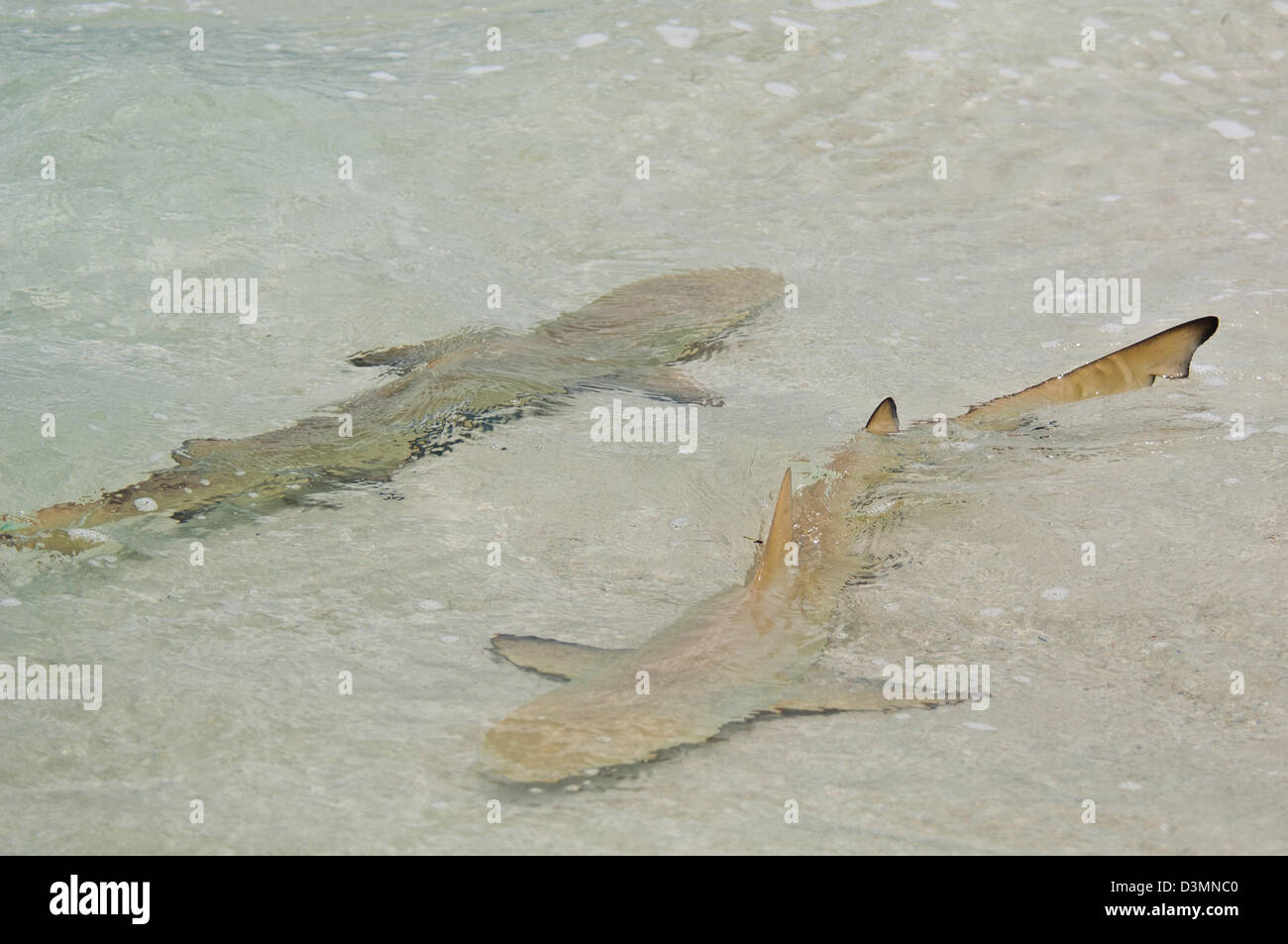 Le requin citron (Negaprion brevirostris) cruising les bas-fonds de l'île d'Andros aux Bahamas Banque D'Images