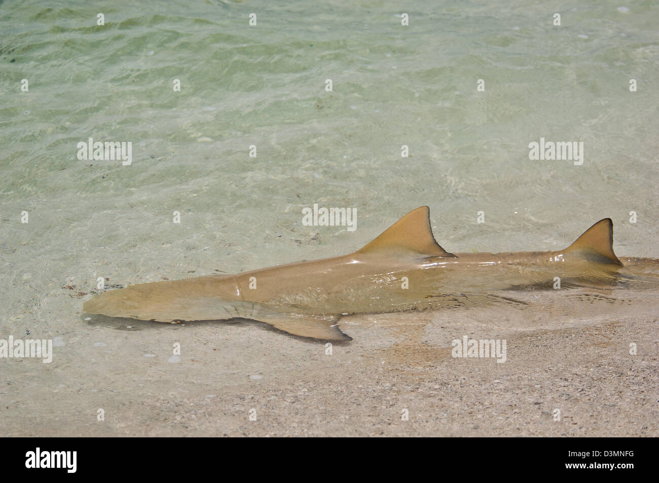 Le requin citron (Negaprion brevirostris) cruising les bas-fonds de l'île d'Andros aux Bahamas Banque D'Images