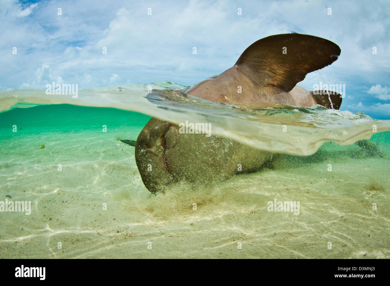 Requins nourrice Ginglymostoma cirratum) (l'accouplement sur un sable peu profond de l'île Andros, Bahamas Banque D'Images