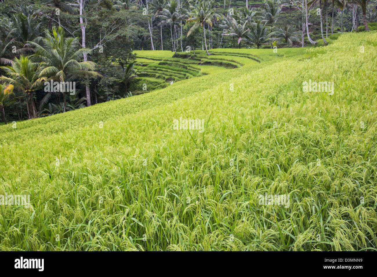 Les rizières à Ubud, Bali, Indonésie Banque D'Images