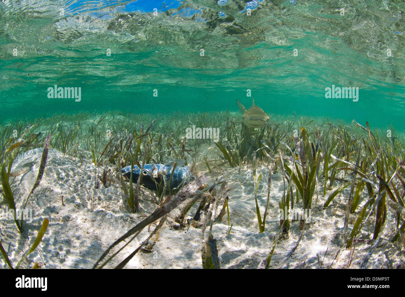 Le requin citron (Negaprion brevirostris) à propos de manger la tête d'une île Andros bonefish Bahamas Banque D'Images