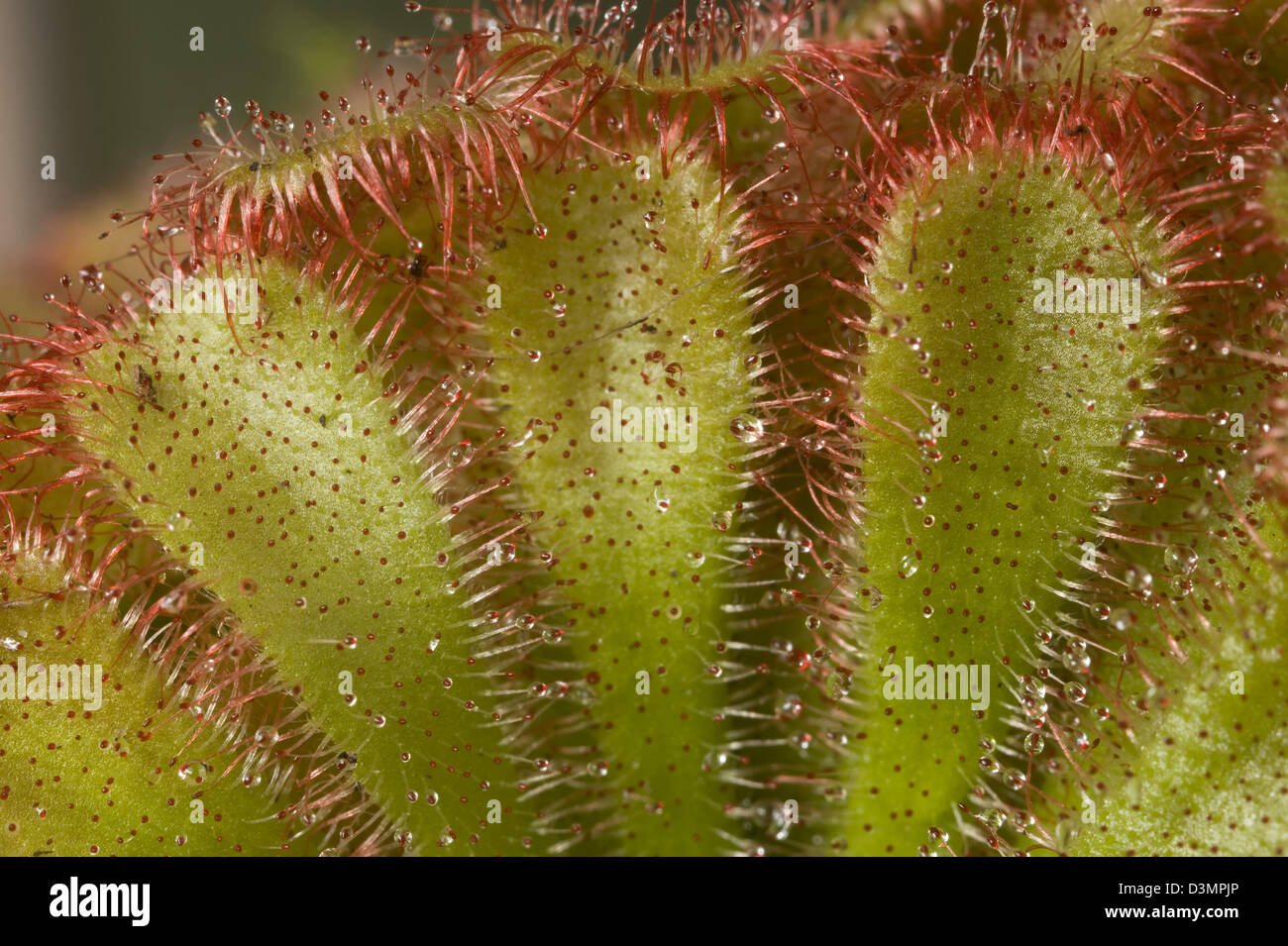 Une plante insectivore sundew Drosera aliciae, collant, avec poils en feuilles Banque D'Images