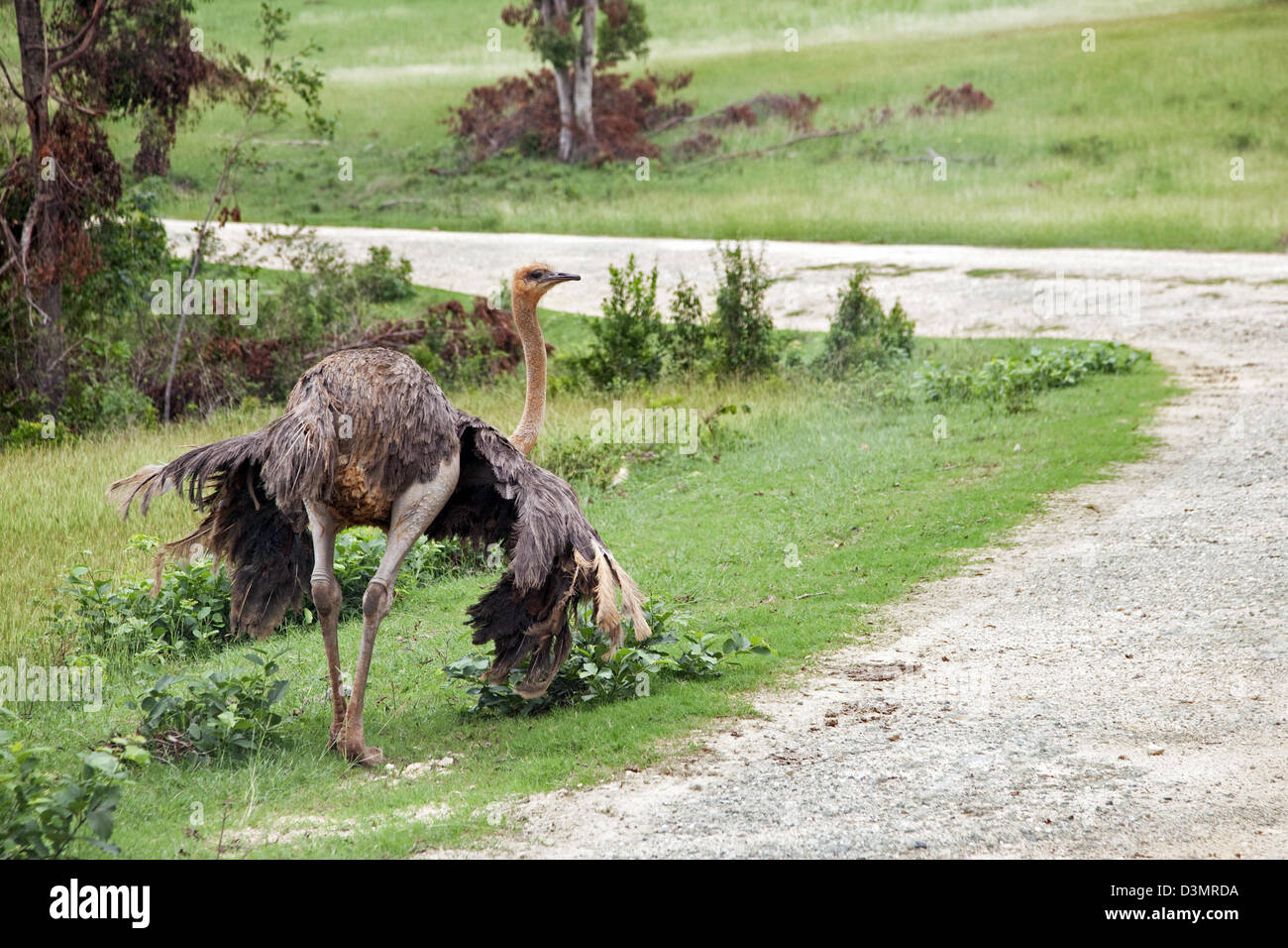 Autruche commune (Struthio camelus) femmes de l'île Cayo Saetia Cayo / Sae-Tia, de Cuba, des Caraïbes Banque D'Images
