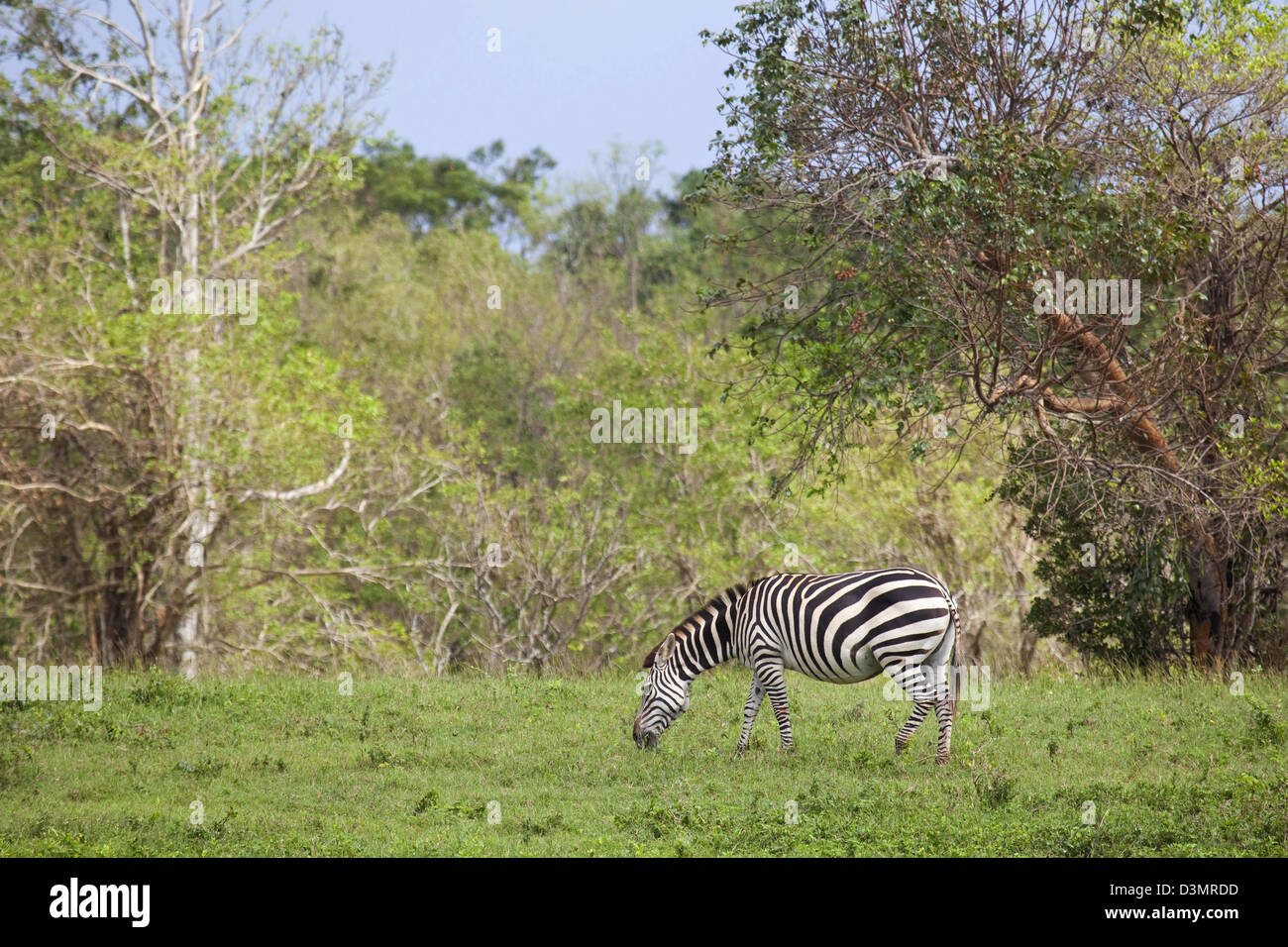 Zèbre des plaines (Equus quagga / Equus burchelli) pâturage sur l'île Cayo Saetia Cayo / Sae-Tia, de Cuba, des Caraïbes Banque D'Images