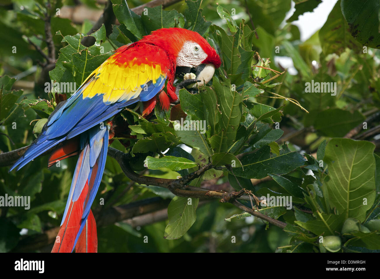 Ara rouge coloré (Ara macao) dans l'écrou de l'alimentation arbre à Cayo Saetia Cayo / Sae-Tia, de Cuba, des Caraïbes Banque D'Images