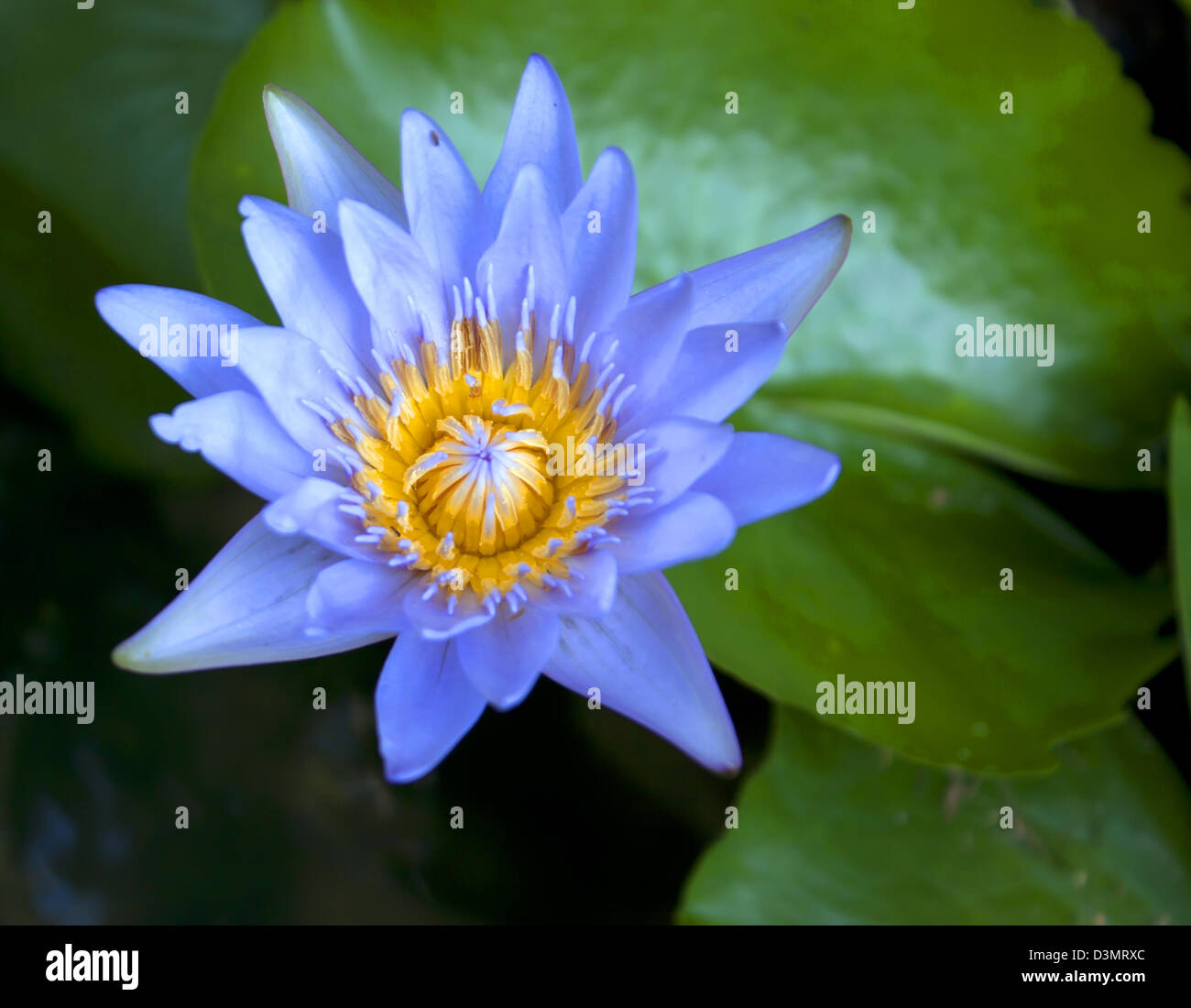 Fleur de Lotus dans l'étang est un grand vert naturel. Banque D'Images