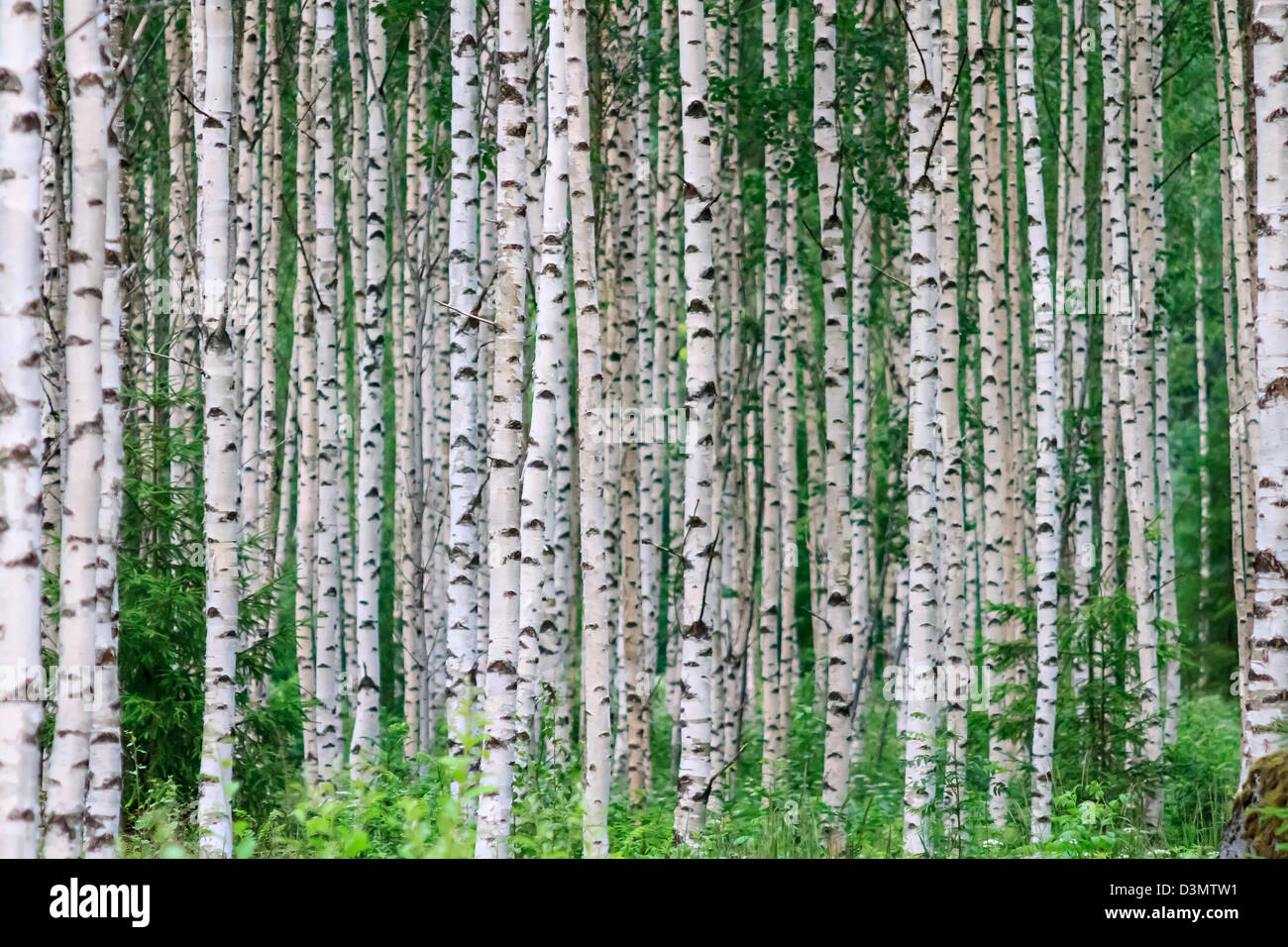 Arbres dans le bois d'affilée en été Banque D'Images Arbres dans le bois d'affilée en été Banque D'Images