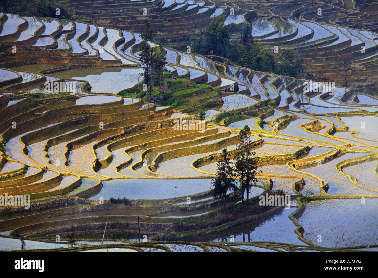 La Chine, le Yunnan, Yuanyang, rizières en terrasses, Banque D'Images