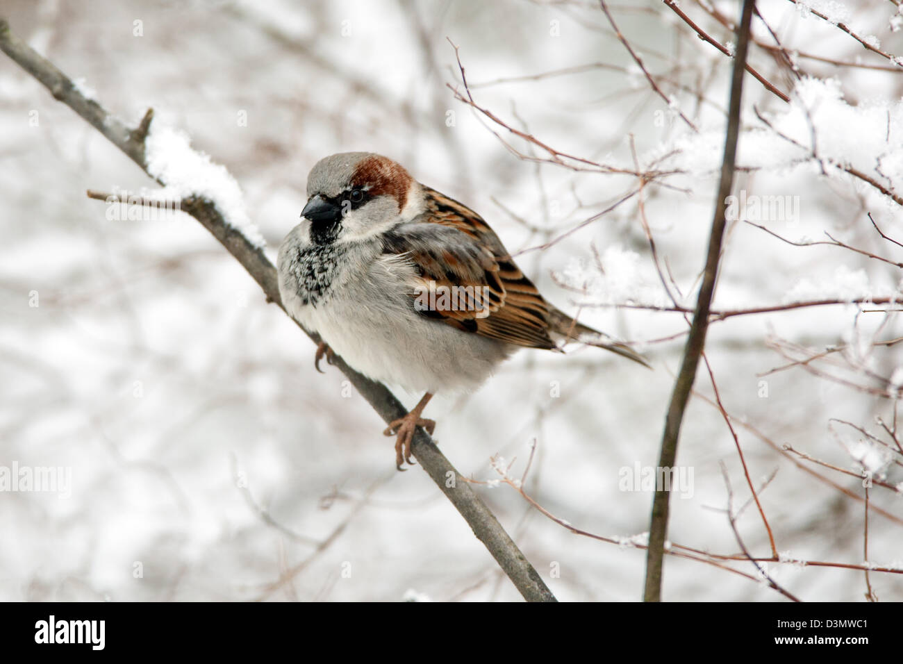 Maison Bruant perching dans un arbre enneigé oiseaux oiseaux oiseaux oiseaux chanteurs oiseaux chanteurs oiseaux chanteurs ornithologie Science nature faune Environnement Banque D'Images