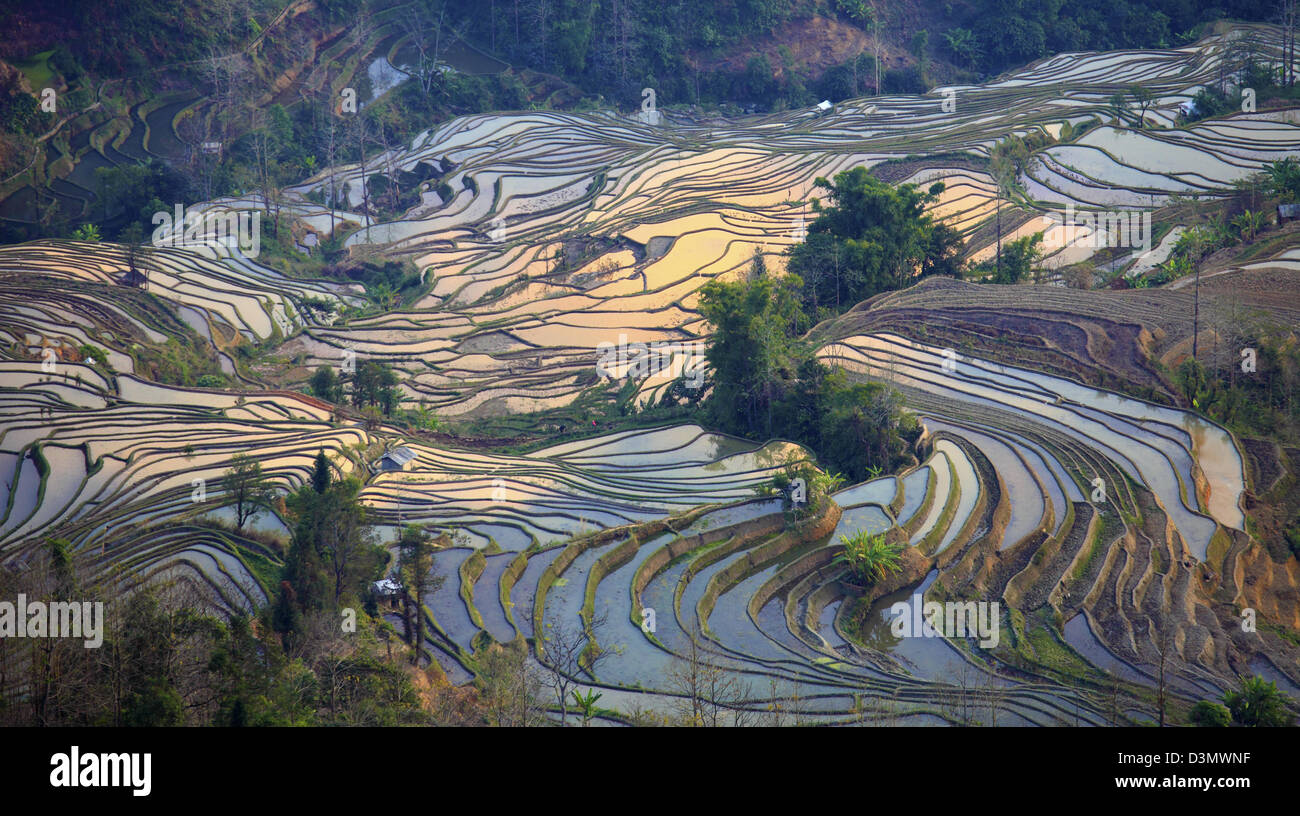 La Chine, le Yunnan, Yuanyang, Laohuzui, rizières en terrasses, Banque D'Images
