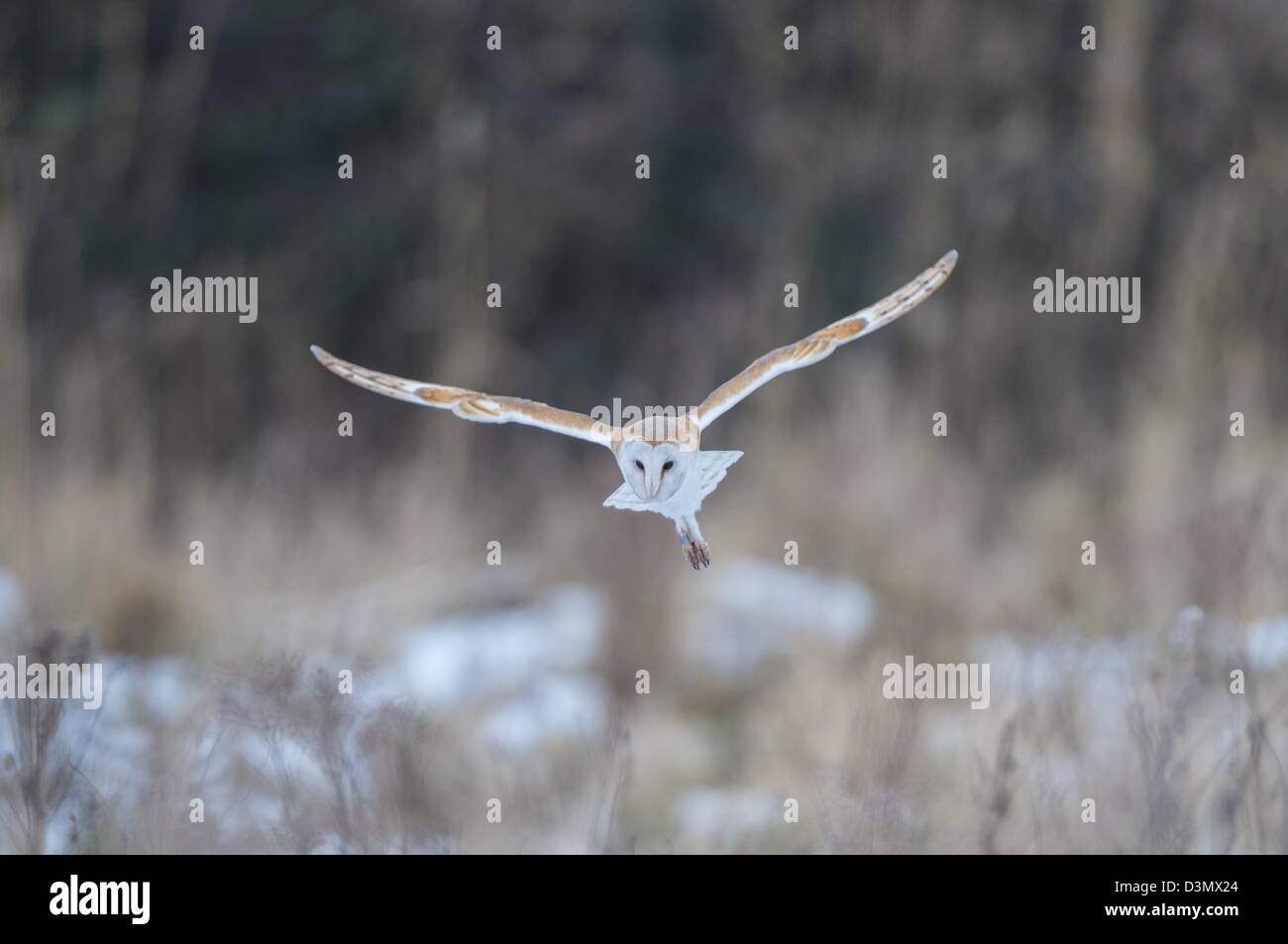 Effraie des clochers de la chasse sur les pâturages couverts de neige Banque D'Images