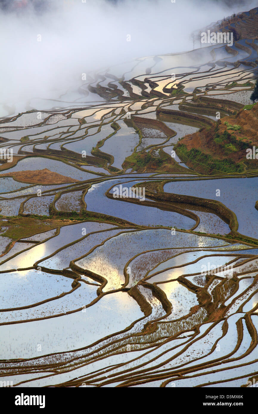 La Chine, le Yunnan, Yuanyang, Shengcun, rizières en terrasses, Banque D'Images
