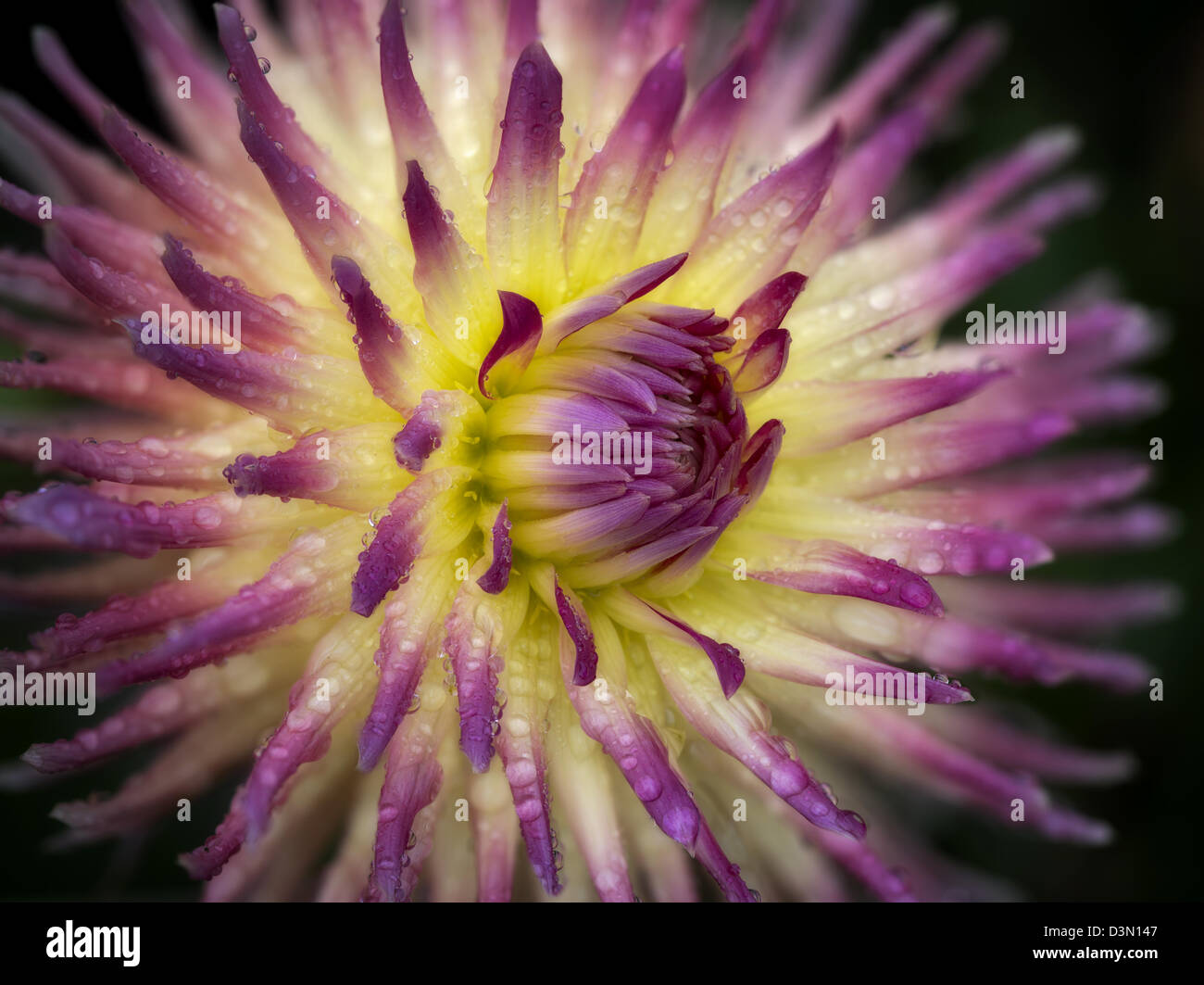 Le dahlia (jardin d'essai TG-15) près. Oregon Banque D'Images