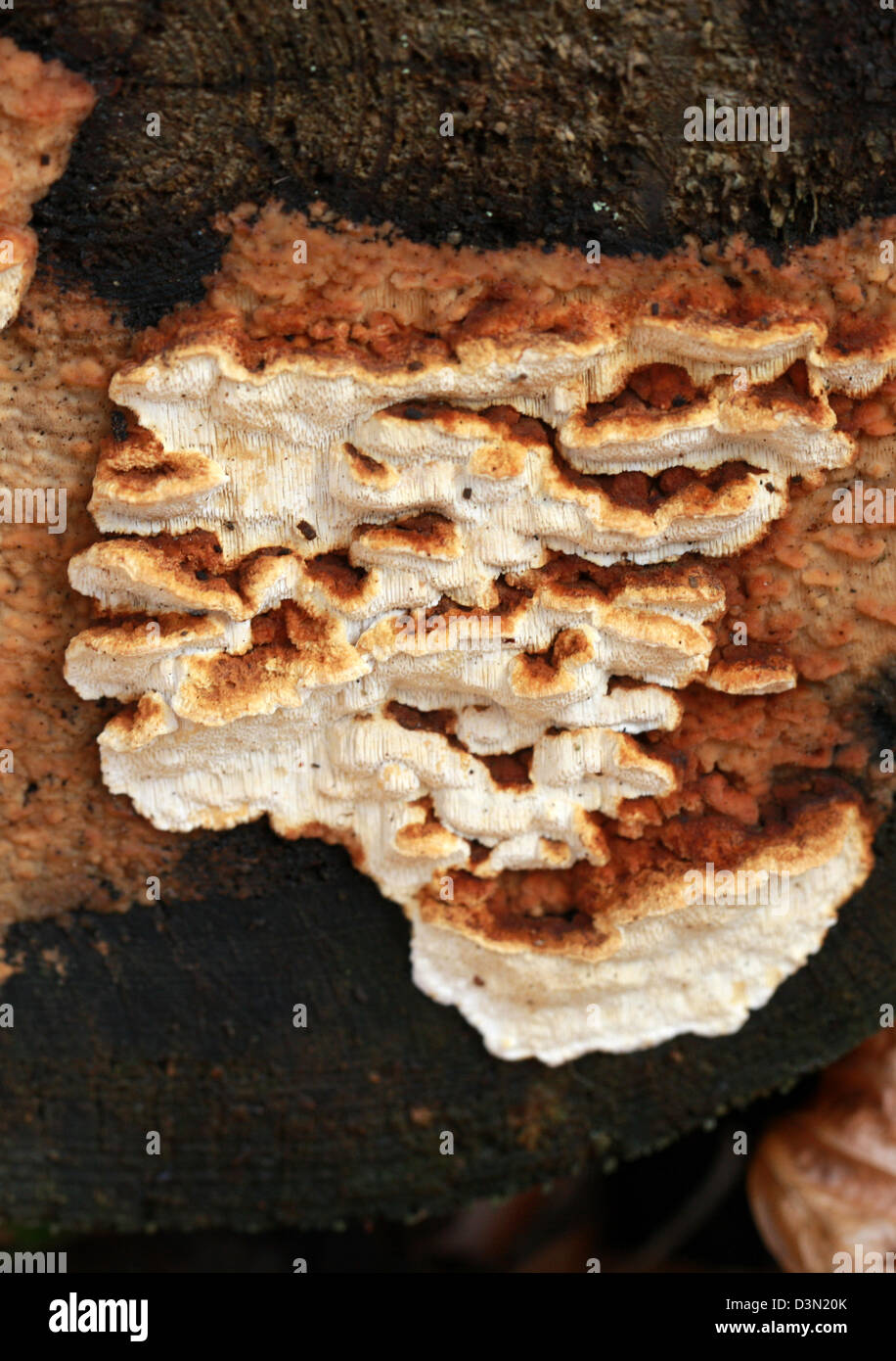 La pourriture des racines, Fomes Racine, Heterobasidion annosum (Fomes annosus), Bondarzewiaceae. Poussant sur un arbre conifère abattus récemment. Banque D'Images