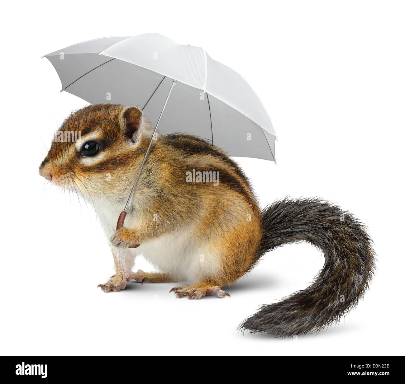 Tamia drôle avec parapluie sur blanc, concept météo Banque D'Images
