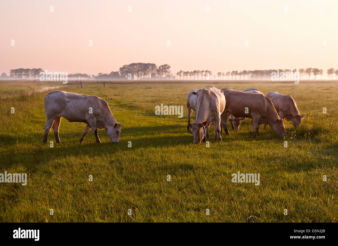 Quelques vaches sur les pâturages d'été misty au lever du soleil Banque D'Images