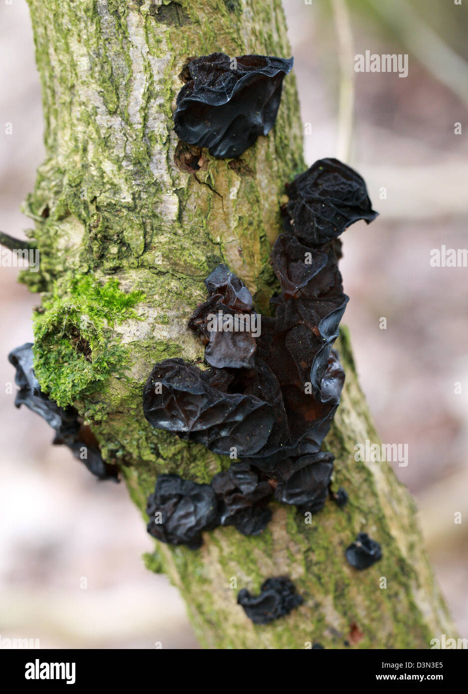 Le beurre, Exidia glandulosa, Auriculariaceae. Un champignon noir croissant sur une branche aînée morte. Banque D'Images
